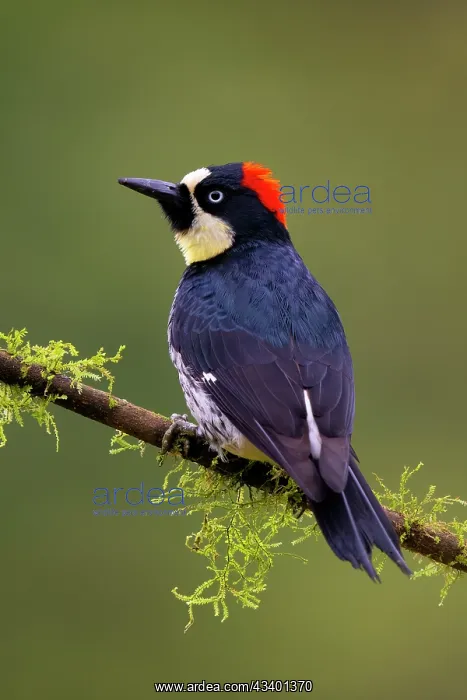 : Acorn Woodpecker, Melanerpes formicivorus : Acorn Woodpecker, Melanerpes formicivorus