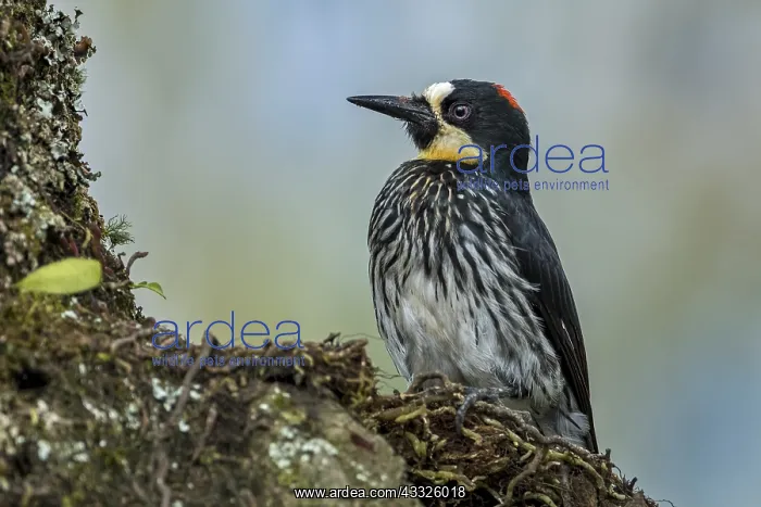 : Acorn Woodpecker (Melanerpes formicivorus) male : Acorn Woodpecker (Melanerpes formicivorus) male