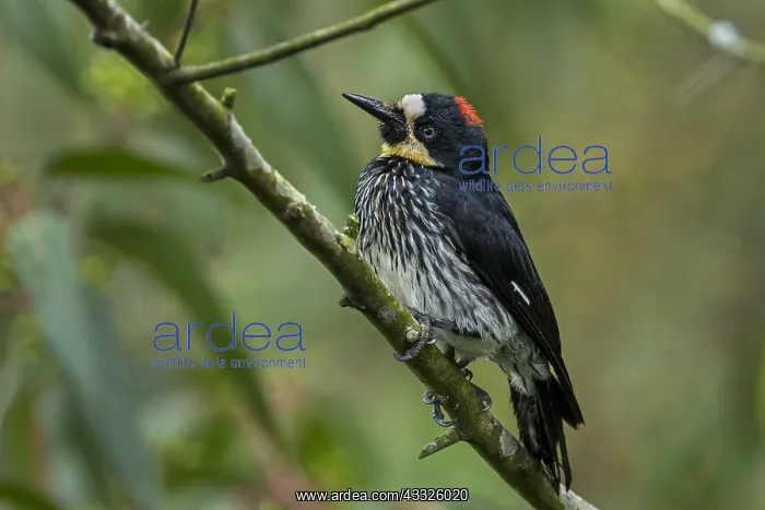 : Acorn Woodpecker (Melanerpes formicivorus) male : Acorn Woodpecker (Melanerpes formicivorus) male