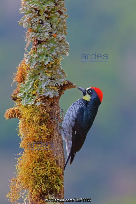 : Acorn Woodpecker Melanerpes formicivorus San Gerardo de Dota : Acorn Woodpecker Melanerpes formicivorus San Gerardo de Dota