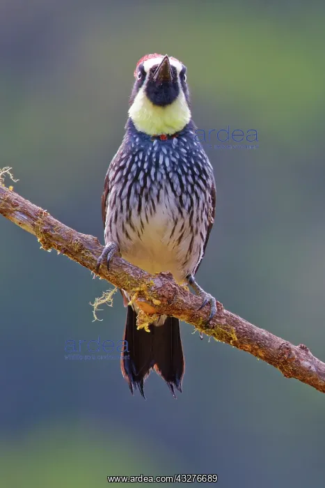 : Acorn Woodpecker Melanerpes formicivorus San Gerardo de Dota : Acorn Woodpecker Melanerpes formicivorus San Gerardo de Dota