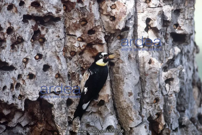 : ACORN WOODPECKER - with nut in beak : ACORN WOODPECKER - with nut in beak