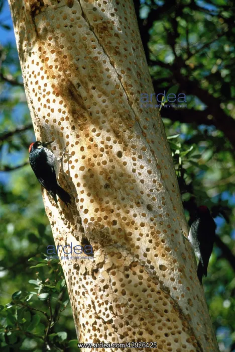 : ACORN WOODPECKER - ON TREE : ACORN WOODPECKER - ON TREE