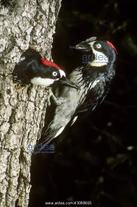: Acorn Woodpeckers at nest with fly prey : Acorn Woodpeckers at nest with fly prey