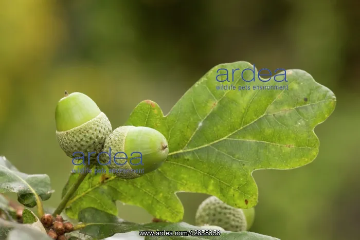 : Acorns of common oak or durmast oak : Acorns of common oak or durmast oak