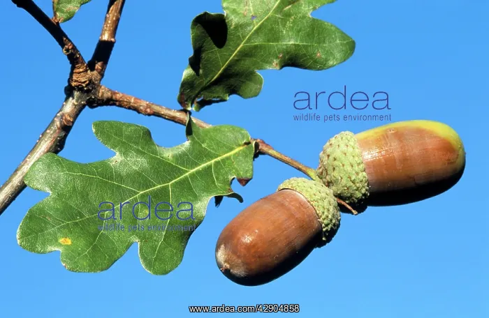 : Acorns on Northern Red OAK : Acorns on Northern Red OAK
