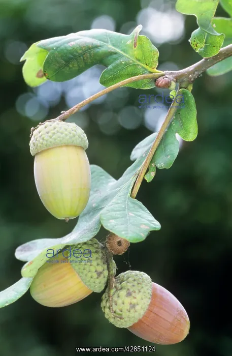 : ACORNS - on Oak tree : ACORNS - on Oak tree