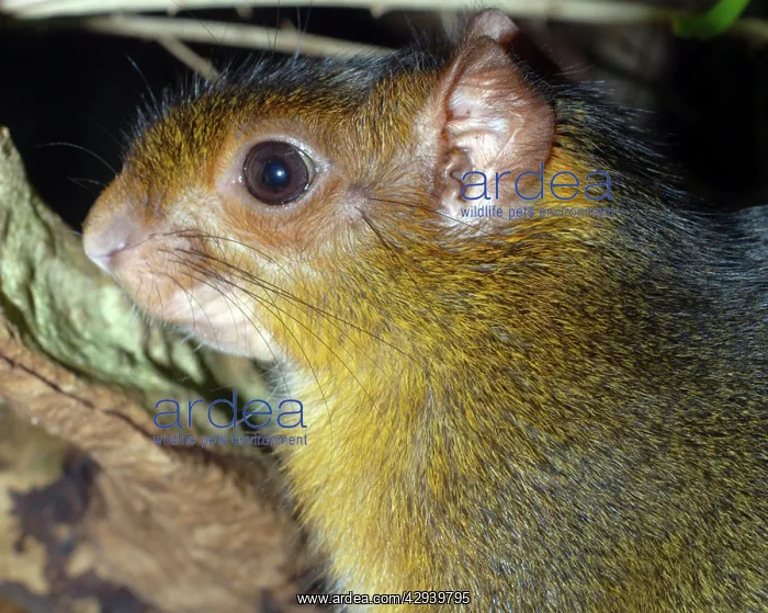  : Acouchy (Myoprocta pratti). South American