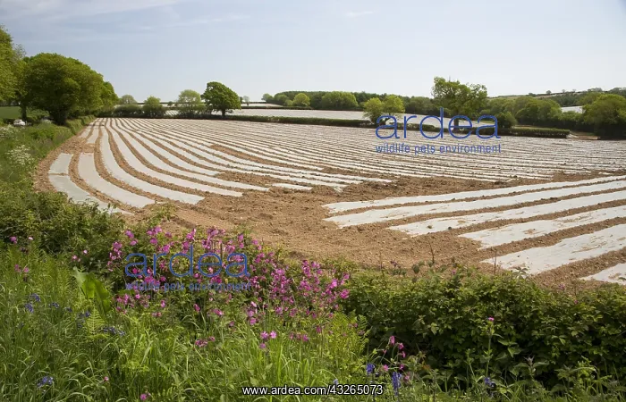 : Acres of plastic covering growing potatoes Devon : Acres of plastic covering growing potatoes Devon