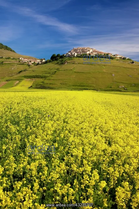 : Acres of yellow wildflowers below the medieval : Acres of yellow wildflowers below the medieval