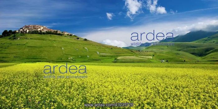 : Acres of yellow wildflowers below the medieval : Acres of yellow wildflowers below the medieval