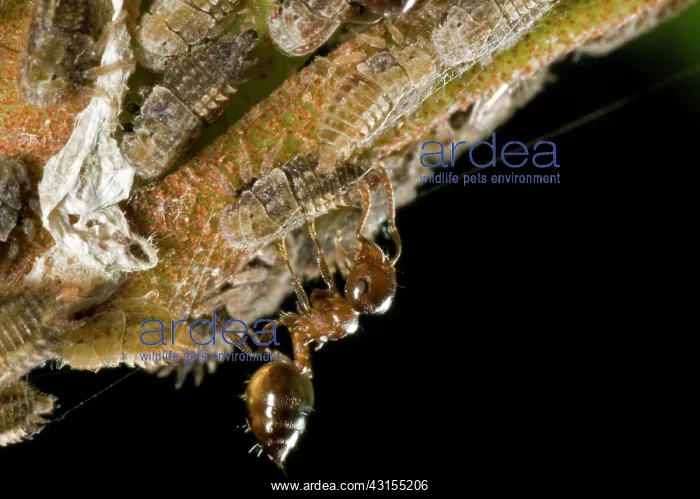 : Acrobat ant : Acrobat ant