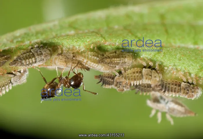 : Acrobat ant : Acrobat ant