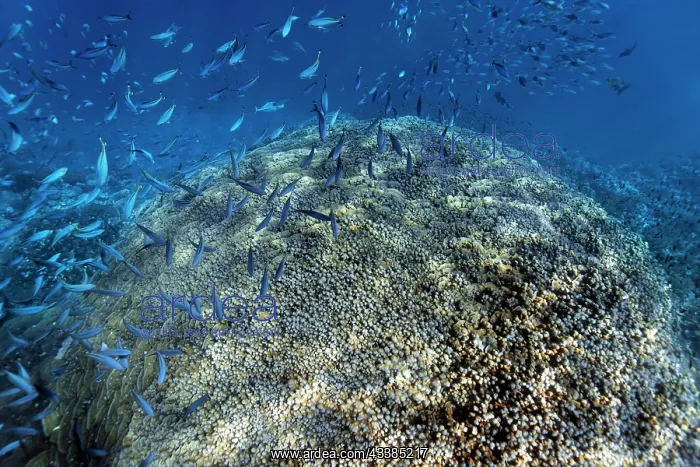 : Acropora coral (Acropora danai) on coral reef wall : Acropora coral (Acropora danai) on coral reef wall
