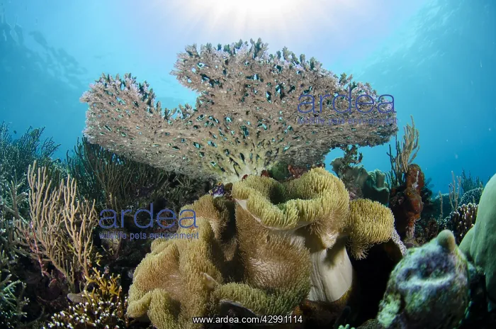 : Acropora Coral - underside with sun in background : Acropora Coral - underside with sun in background
