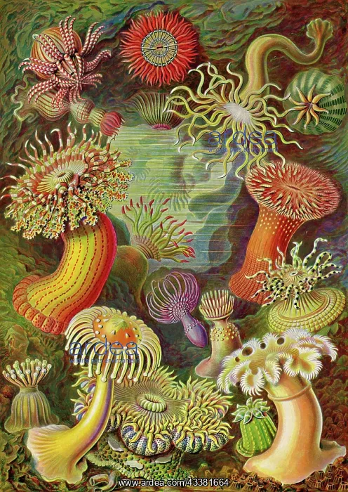 : Actiniae, Sea Anemones, Art Forms of Nature, Historical : Actiniae, Sea Anemones, Art Forms of Nature, Historical