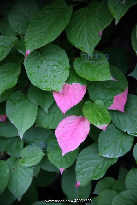 : Actinidia, Actinidia kolomikta : Actinidia, Actinidia kolomikta