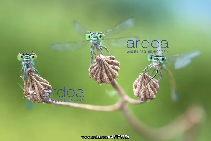 : Three active damselflies - Three damselflies almost : Three active damselflies - Three damselflies almost