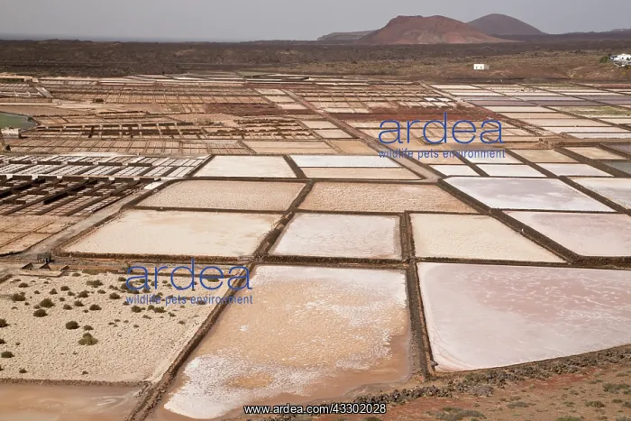 : Active saltpans - or Salt evaporation ponds - at : Active saltpans - or Salt evaporation ponds - at