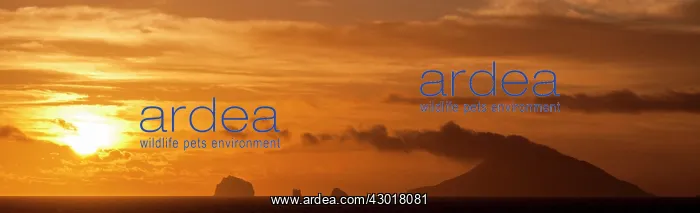  : Active Volcano Whakaari at sunrise