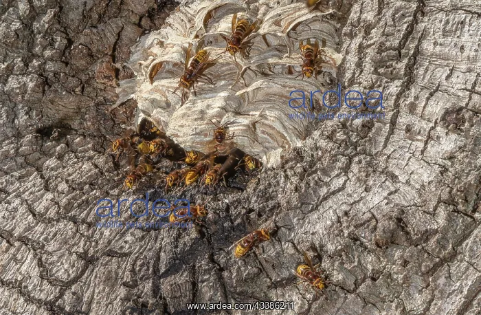 : Activity around the nest of European hornet, Ves : Activity around the nest of European hornet, Ves