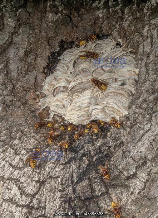 : Activity around the nest of European hornet, Ves : Activity around the nest of European hornet, Ves