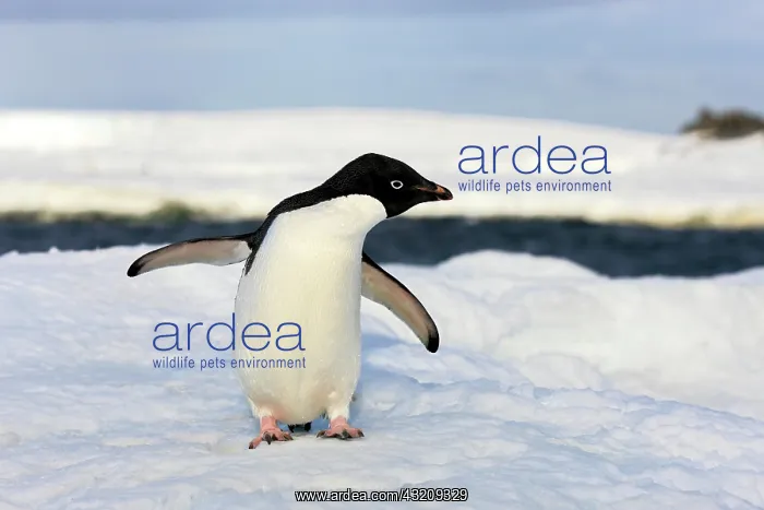 : Ad olie Penguin (Pygoscelis adeliae), adult, Antarctica : Ad olie Penguin (Pygoscelis adeliae), adult, Antarctica