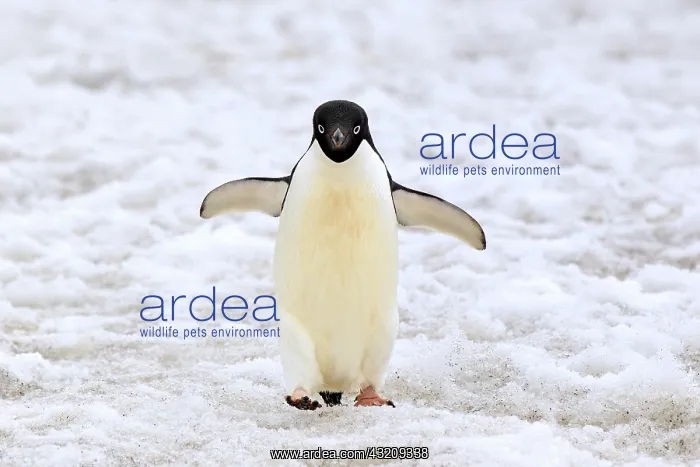 : Ad olie Penguin (Pygoscelis adeliae), adult walking : Ad olie Penguin (Pygoscelis adeliae), adult walking