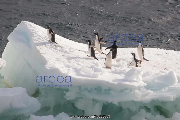 : Ad olie Penguins (Pygoscelis adeliae) standing on : Ad olie Penguins (Pygoscelis adeliae) standing on