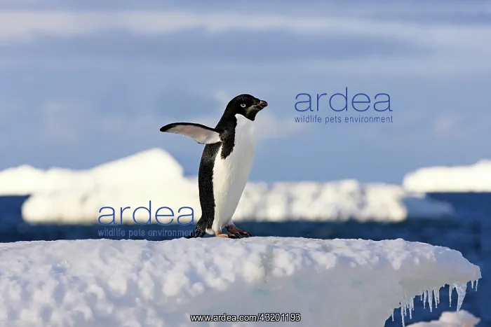 : Ad&, x9b29;e Penguin (Pygoscelis adeliae) on ice : Ad&, x9b29;e Penguin (Pygoscelis adeliae) on ice