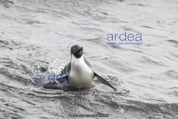 : Ad&, x9b29;e Penguin (Pygoscelis adeliae) leaving : Ad&, x9b29;e Penguin (Pygoscelis adeliae) leaving