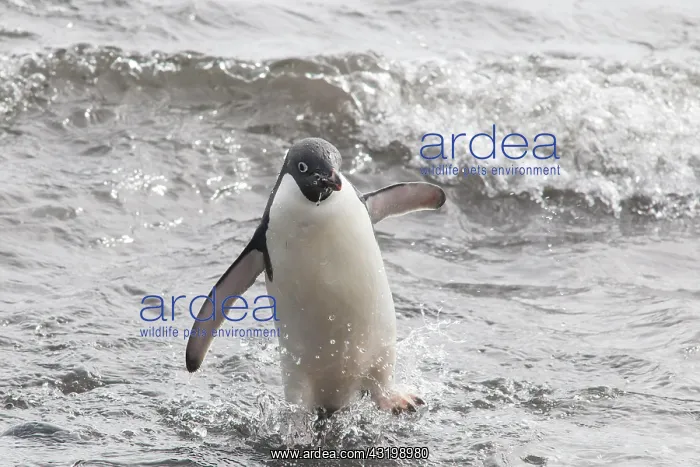 : Ad&, x9b29;e Penguin (Pygoscelis adeliae) leaving : Ad&, x9b29;e Penguin (Pygoscelis adeliae) leaving