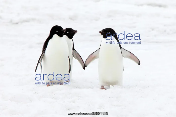 : Three Ad&, x9b29;e Penguins (Pygoscelis adeliae) : Three Ad&, x9b29;e Penguins (Pygoscelis adeliae)