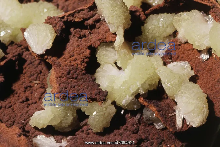 : Adamite on Limonite : Adamite on Limonite