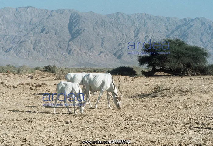 : ADDAX : ADDAX