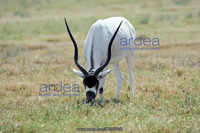 : ADDAX - grazing : ADDAX - grazing