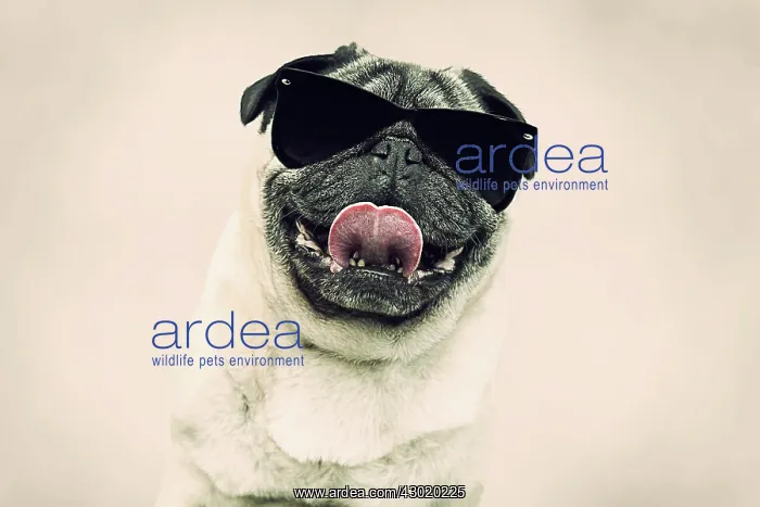  : Dog - Chinese Pug - sticking tongue out wearing sunglasses Digital Manipulation