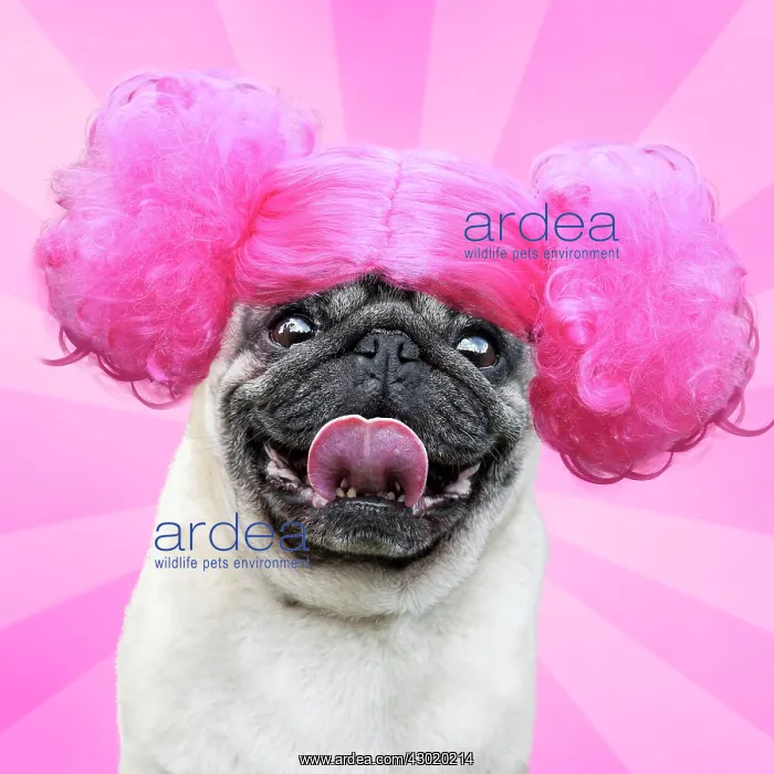 : Dog - Chinese Pug - sticking tongue out wearing pink wig Digital Manipulation : Dog - Chinese Pug - sticking tongue out wearing pink wig Digital Manipulation