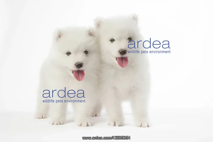: DOG - Samoyed puppies 5 weeks old Digital Manipulation: added face to right : DOG - Samoyed puppies 5 weeks old Digital Manipulation: added face to right