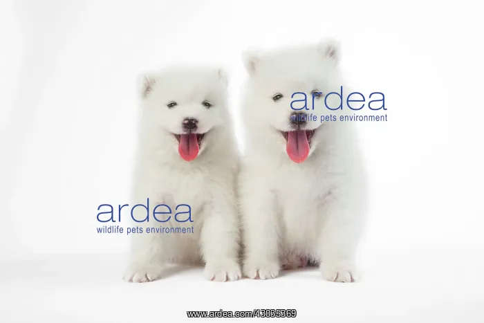 : DOG - Samoyed puppies 5 weeks old Digital Manipulation: added face on right : DOG - Samoyed puppies 5 weeks old Digital Manipulation: added face on right