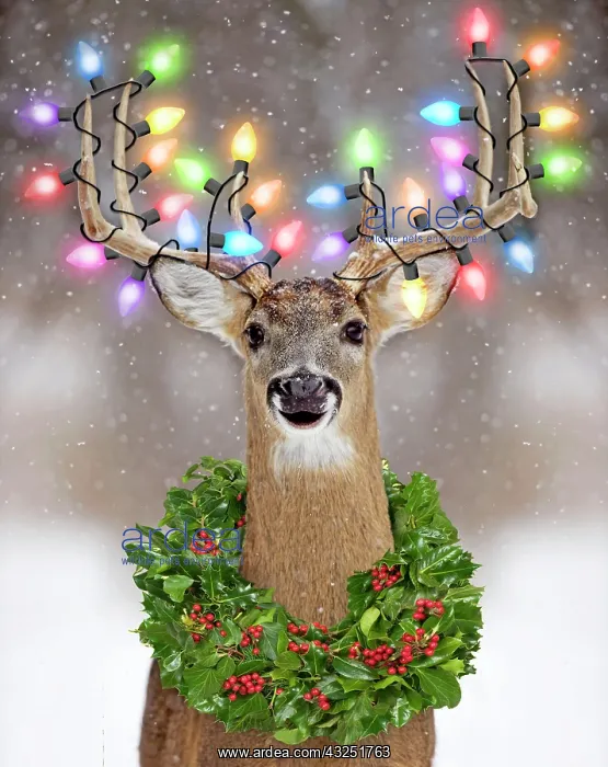 : Deer - in winter snow with Christmas lights and a holly wreath Digital Manipulation : Deer - in winter snow with Christmas lights and a holly wreath Digital Manipulation
