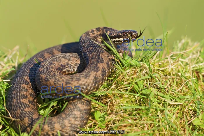 : Adder - basking in evening sun : Adder - basking in evening sun