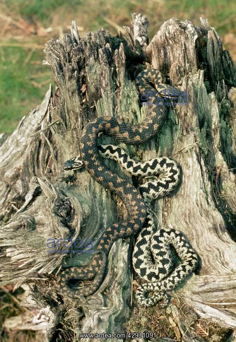 : Adder - male & female courting : Adder - male & female courting