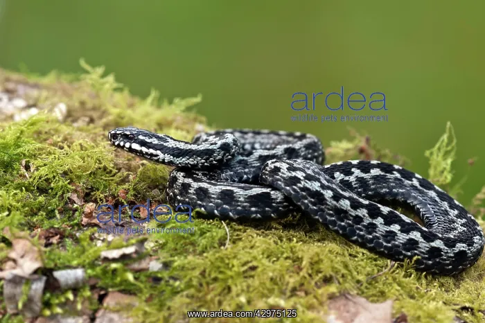 : Adder - male - resting on mossy log : Adder - male - resting on mossy log