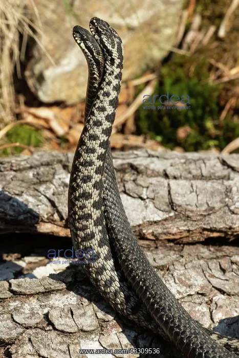 : Adder seeing two snakes in a commentary fight in : Adder seeing two snakes in a commentary fight in