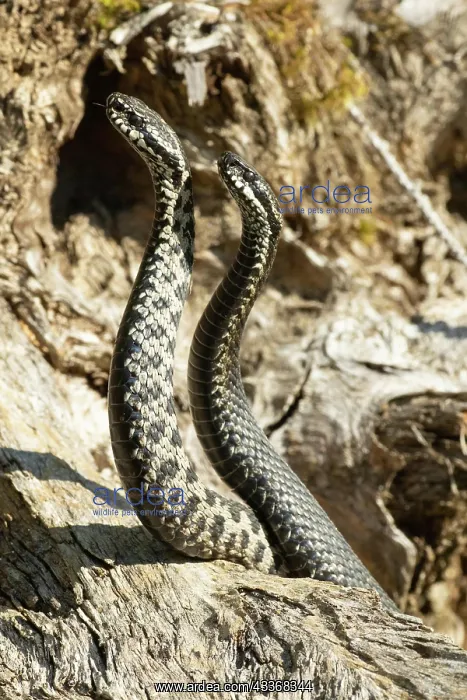 : Adder seeing two snakes in a commentary fight in : Adder seeing two snakes in a commentary fight in