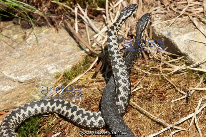  : Adder two snakes in a commentary fight in front