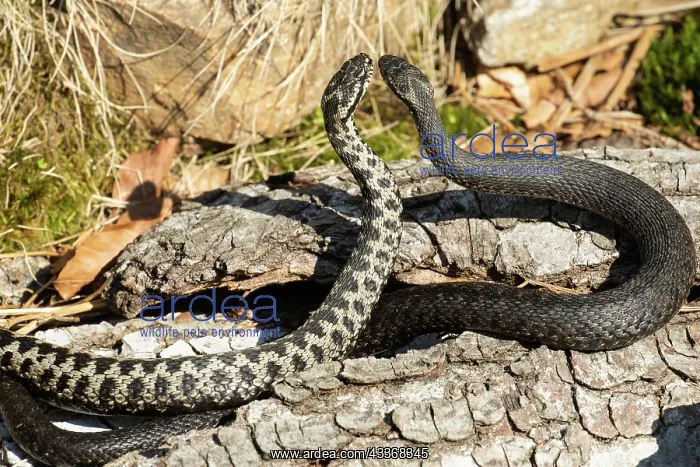 : Adder two snakes in a commentary fight on a tree : Adder two snakes in a commentary fight on a tree