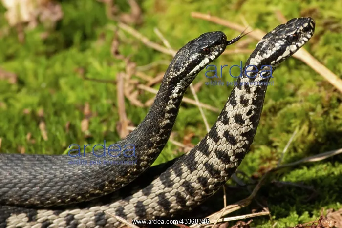 : Adder two snakes with outstretched tongues in commentary : Adder two snakes with outstretched tongues in commentary
