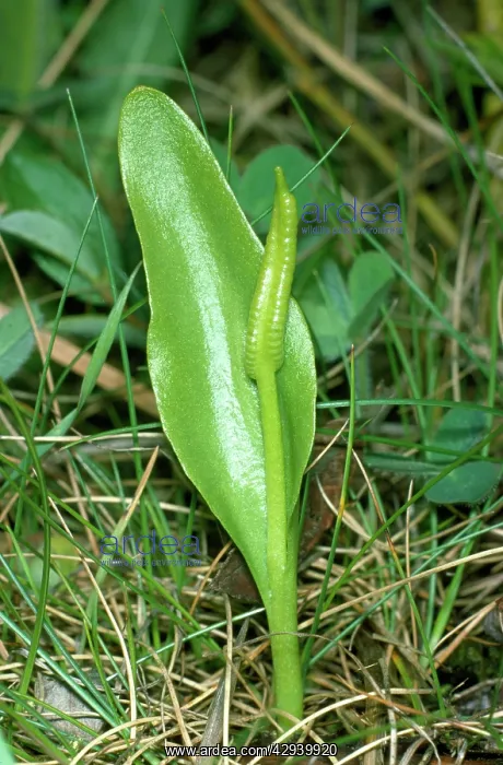 : Adderstongue Fern : Adderstongue Fern
